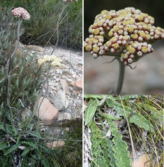 Helichrysum pedunculatum