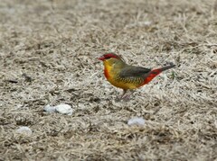 Amandava subflava clarkei