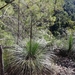 Xanthorrhoea latifolia - Photo (c) QuestaGame, some rights reserved (CC BY-NC-ND), uploaded by QuestaGame