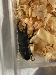 Serrognathus titanus