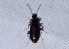 Dromius