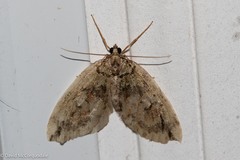 Hydriomena perfracta