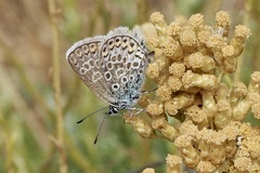 Plebejus argus corsicus