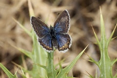 Plebejus argus corsicus