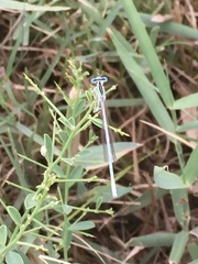 Platycnemis dealbata