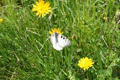 Parnassius phoebus sacerdos