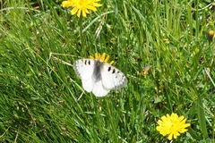 Parnassius phoebus sacerdos