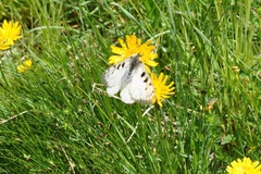 Parnassius phoebus sacerdos