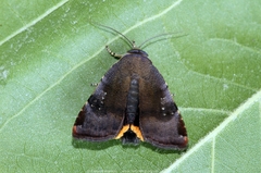 Noctua janthina