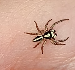 Leptofreya bifurcata