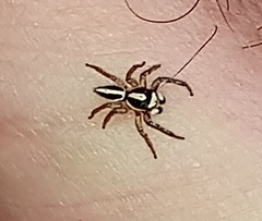 Leptofreya bifurcata