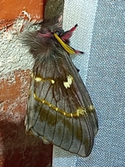 Paradirphia winifredae