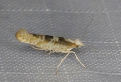 Argyresthia chalcochrysa