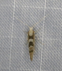 Argyresthia chalcochrysa