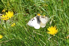 Parnassius phoebus sacerdos