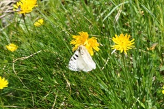 Parnassius phoebus sacerdos