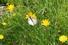 Parnassius phoebus sacerdos