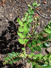 Aceria caliberberis