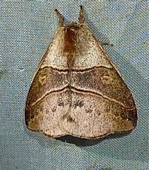 Hylesia subaurea