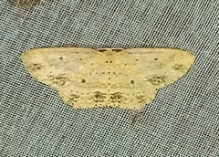 Scopula apparitaria