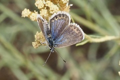 Plebejus argus corsicus