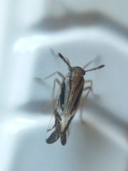 Delphax crassicornis