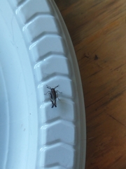 Delphax crassicornis