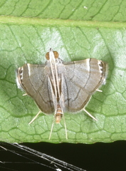 Cangetta hartoghialis