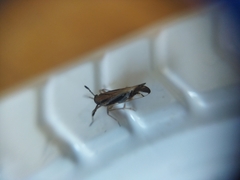 Delphax crassicornis