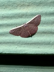 Idaea costaria