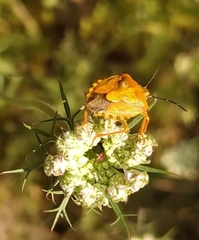Carpocoris purpureipennis