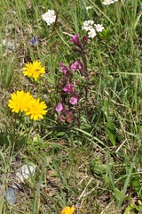 Pedicularis kerneri