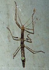 Autolyca herculeana