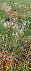 Trichophorum alpinum