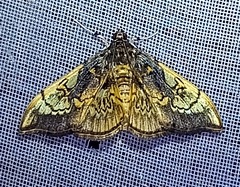 Pantographa acoetesalis