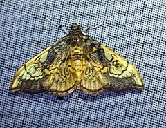 Pantographa acoetesalis
