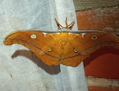 Antheraea godmani