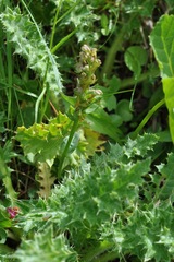 Dactylorhiza viridis