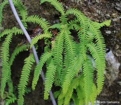 Sticherus squamulosus