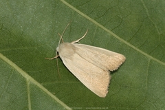 Arenostola phragmitidis