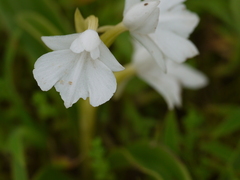 Habenaria suaveolens