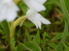Habenaria suaveolens
