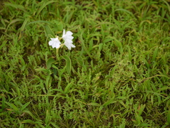 Habenaria suaveolens