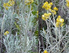 Helichrysum splendidum