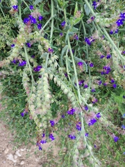 Anchusa officinalis