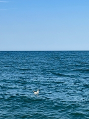 Chroicocephalus ridibundus