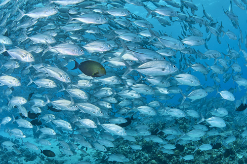 Bigeye trevally