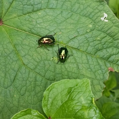 Callistethus auronitens