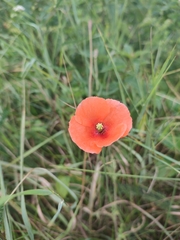 Papaver