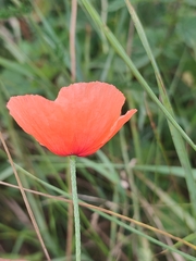 Papaver